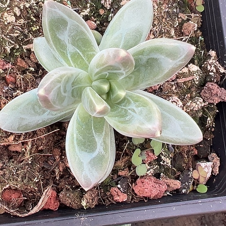 美人特价一物一拍