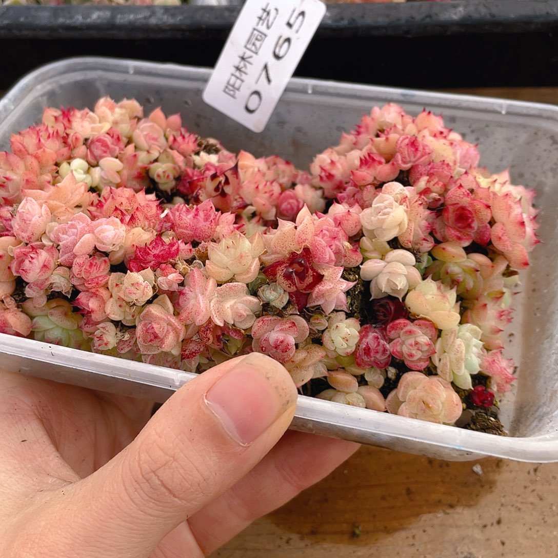 多肉植物多肉植物765