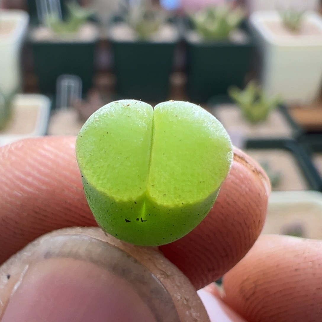 601优选1802.7天鹅绒风铃