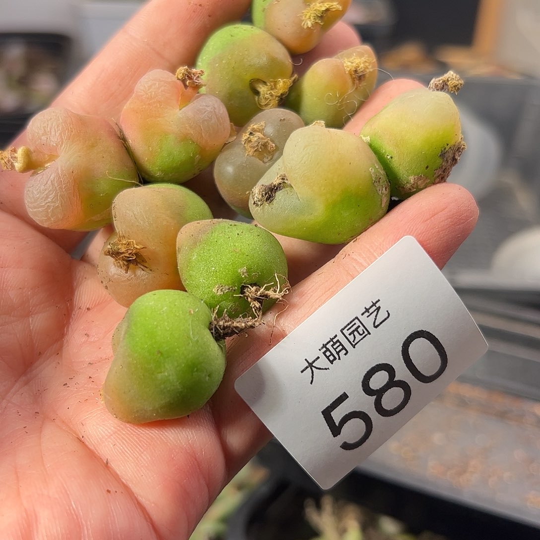 一物一拍。         580