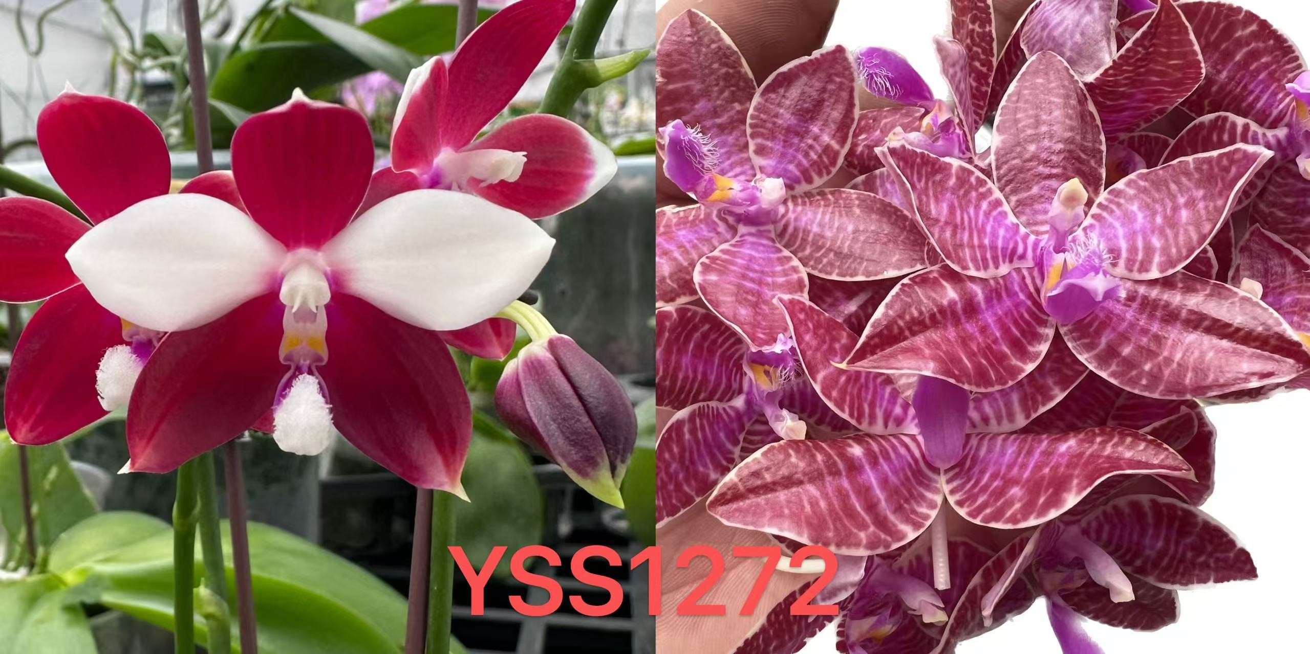 yss1272  2.5寸 红鲤鱼交红路德 苗株 鲜花绿植 微瑕疵 少根