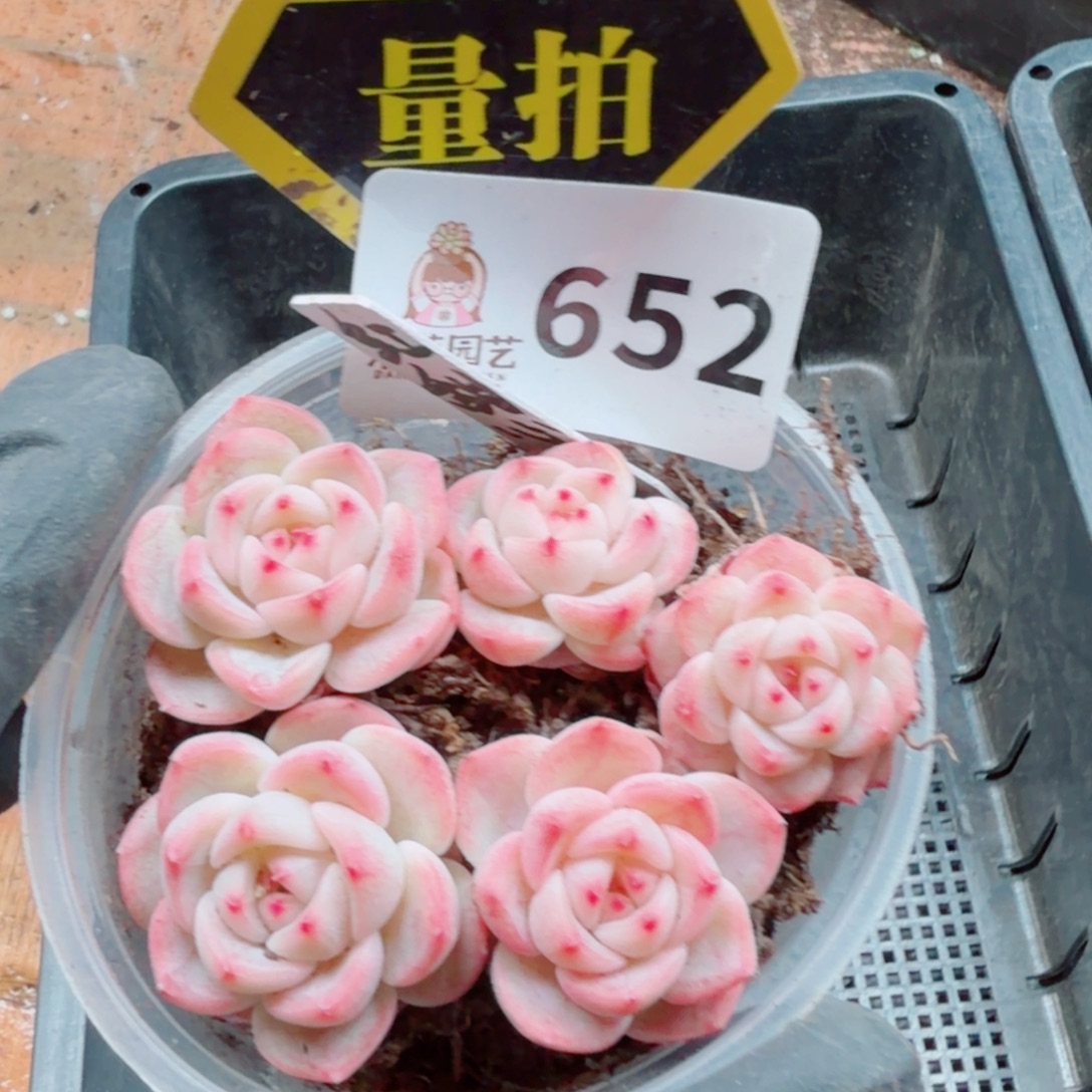 多肉植物多肉植物