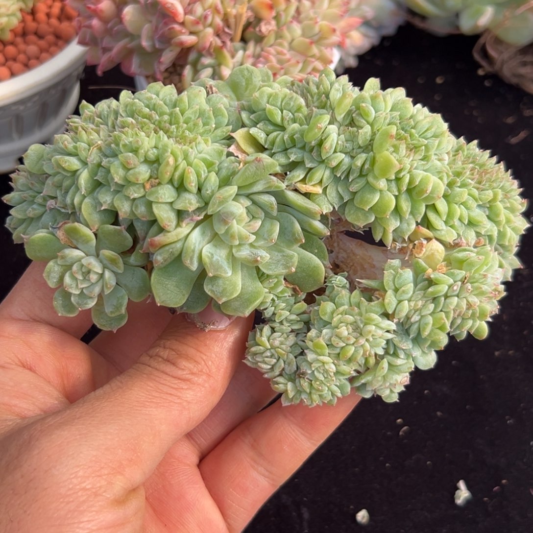 新年快乐 新年快乐