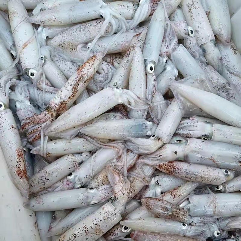 渔船海捕深海新鲜海钓小管鱿鱼鲜活速冻海兔大人小孩爽口