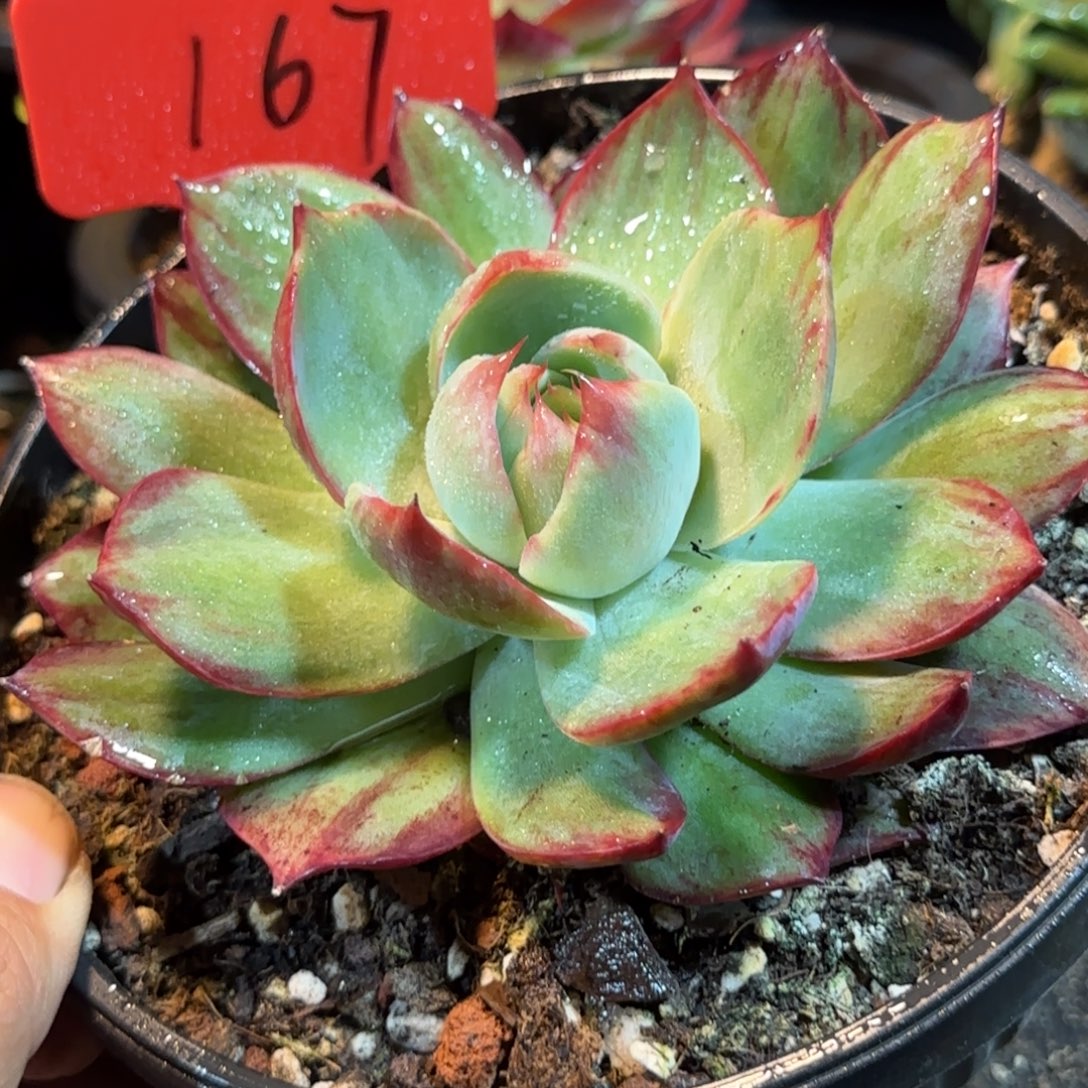 惊鸿一物一拍包装收缩花旱167