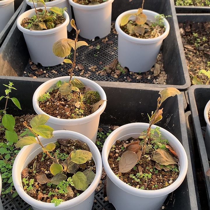 无花朵虞姬扦插35.9