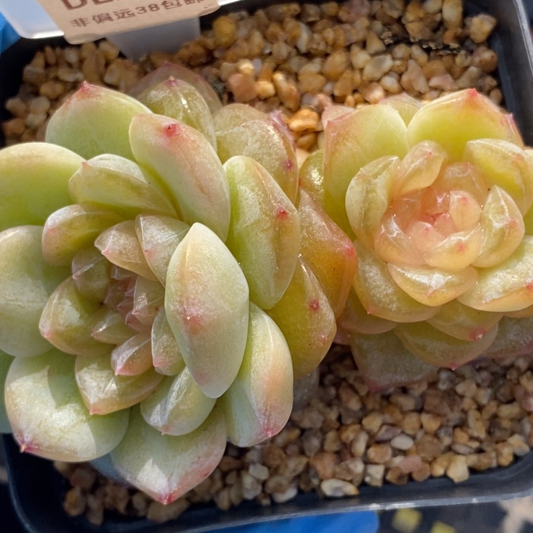 280东篱下多肉植物盆栽不包整