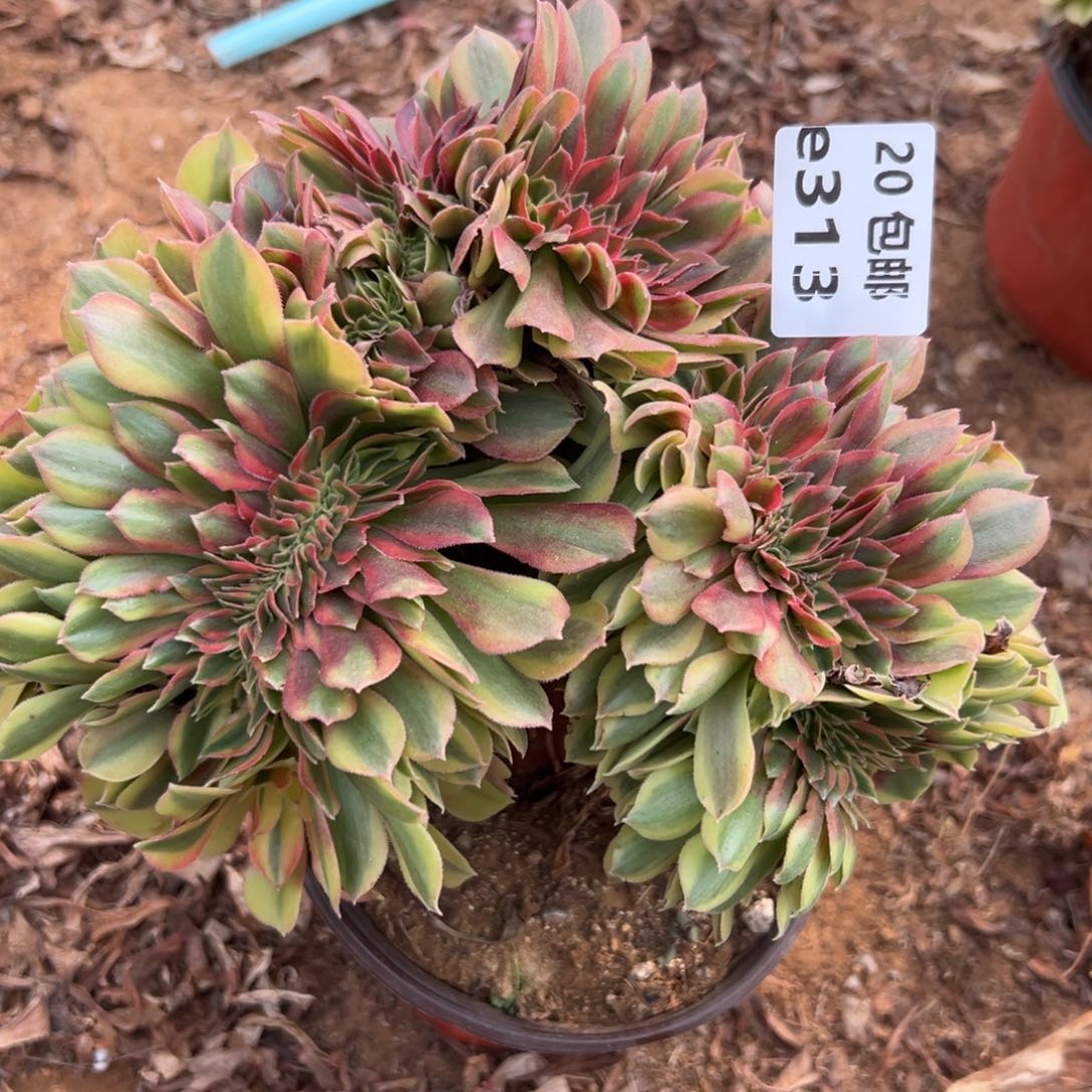 313红秀缀，满20包邮嘟叮熊