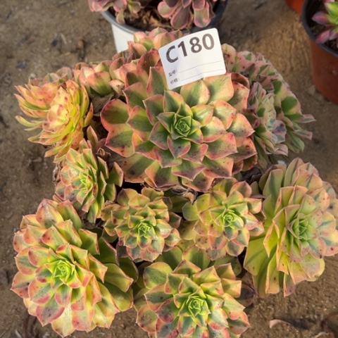 多肉植物雨荷捧花