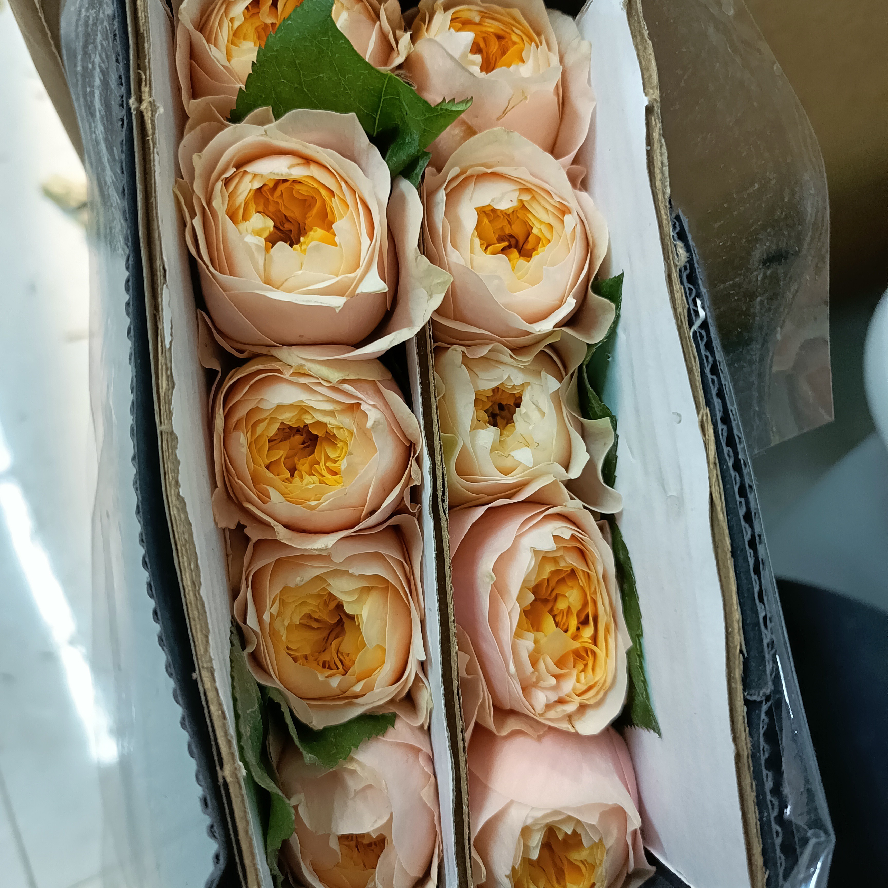 【欧月玫瑰10支】满25元京东包邮到家