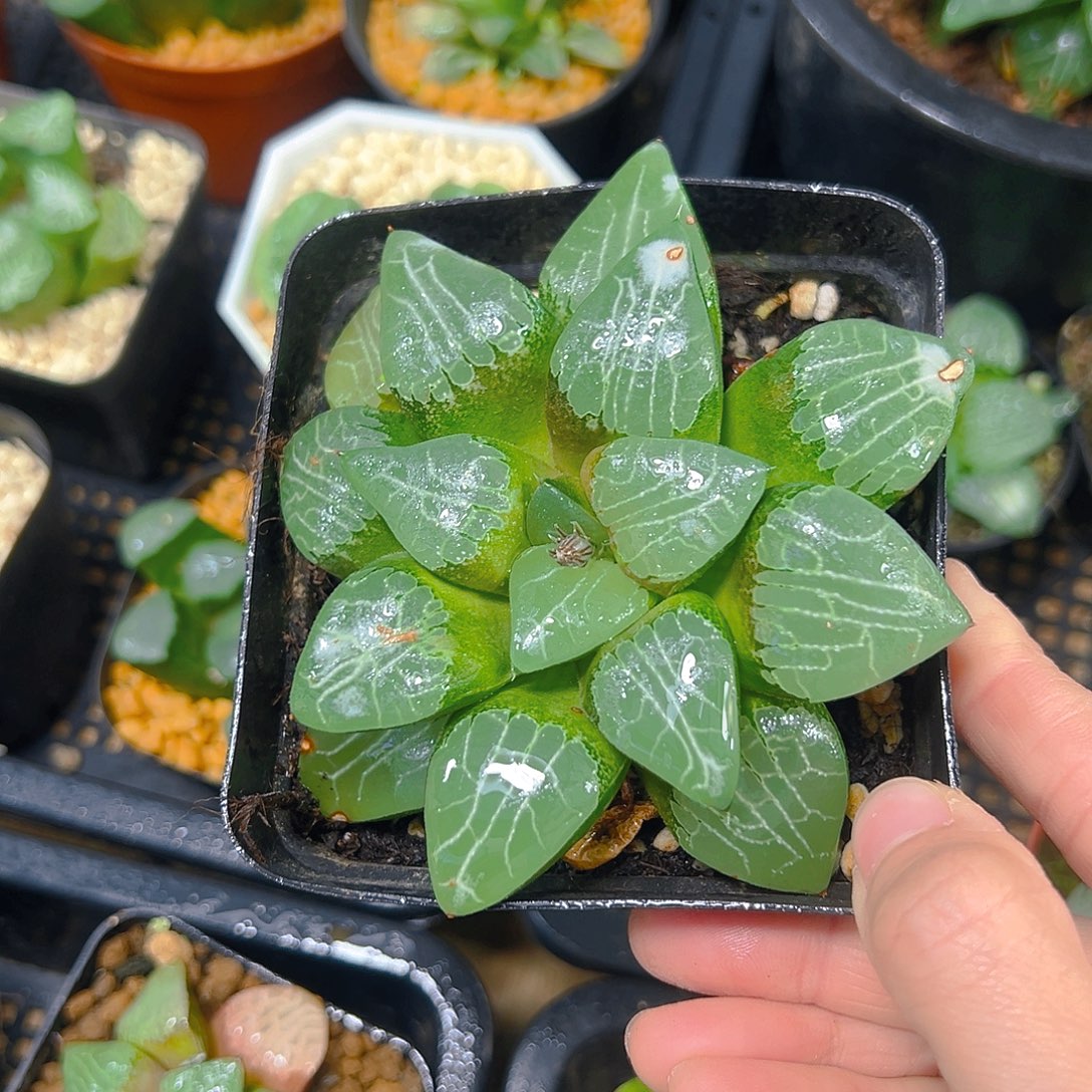 大***地5994多肉植物一颗多肉