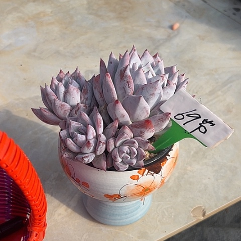 69祖母绿带盆一个多肉