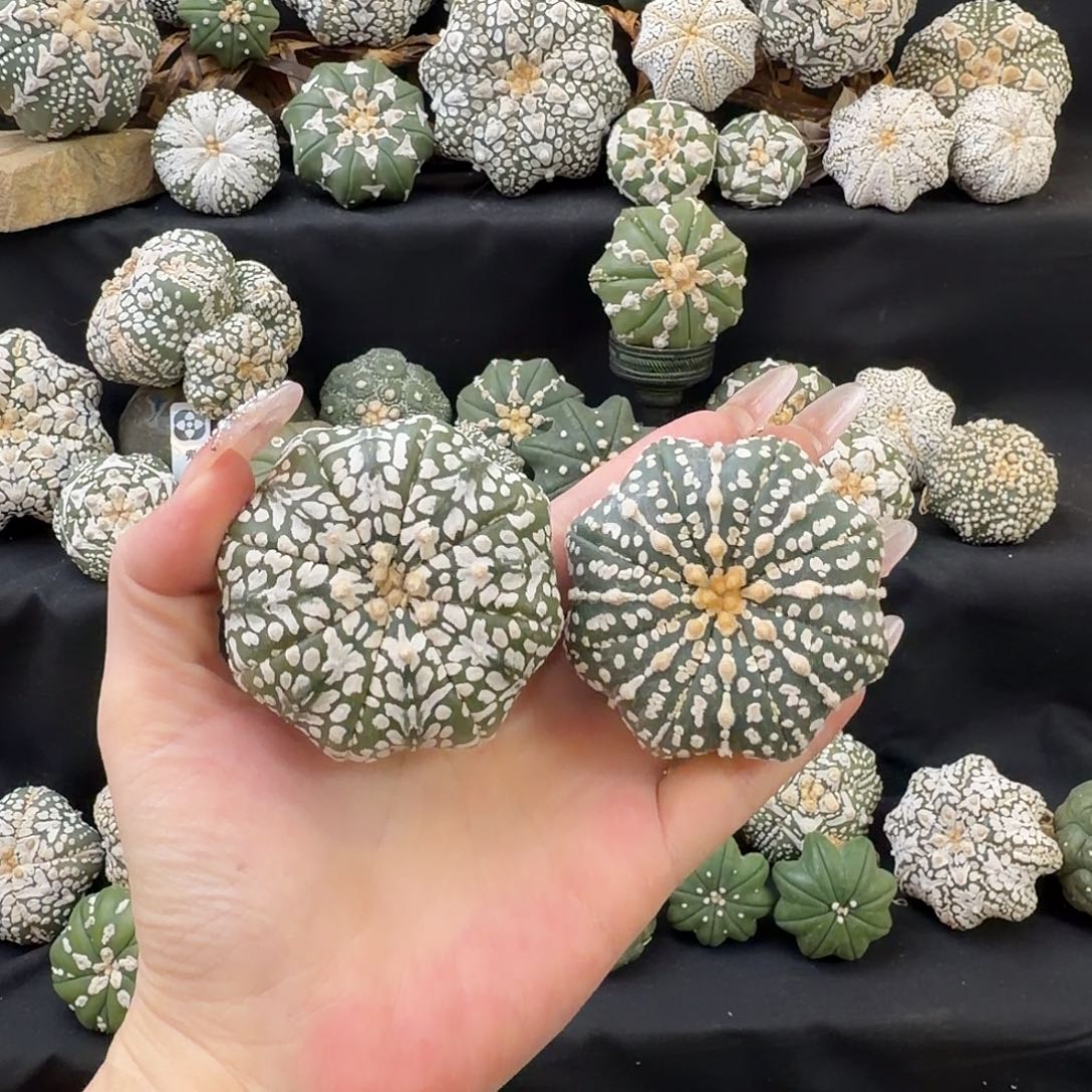 泰兜仙人球开播福利5号