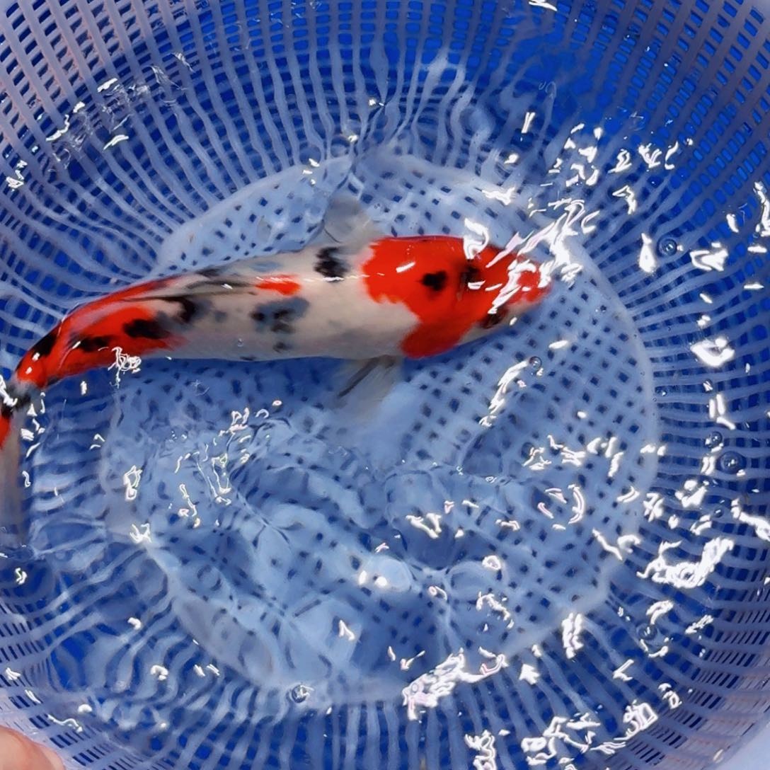 锦鲤精品甄选血统锦鲤