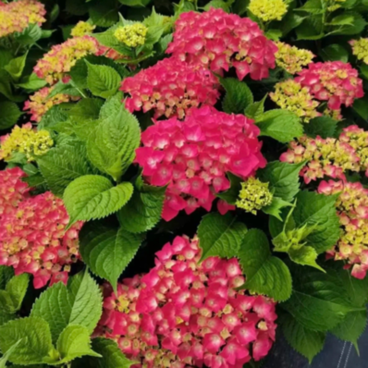 【袭夏·绣球】绿植盆栽苗！超级好养