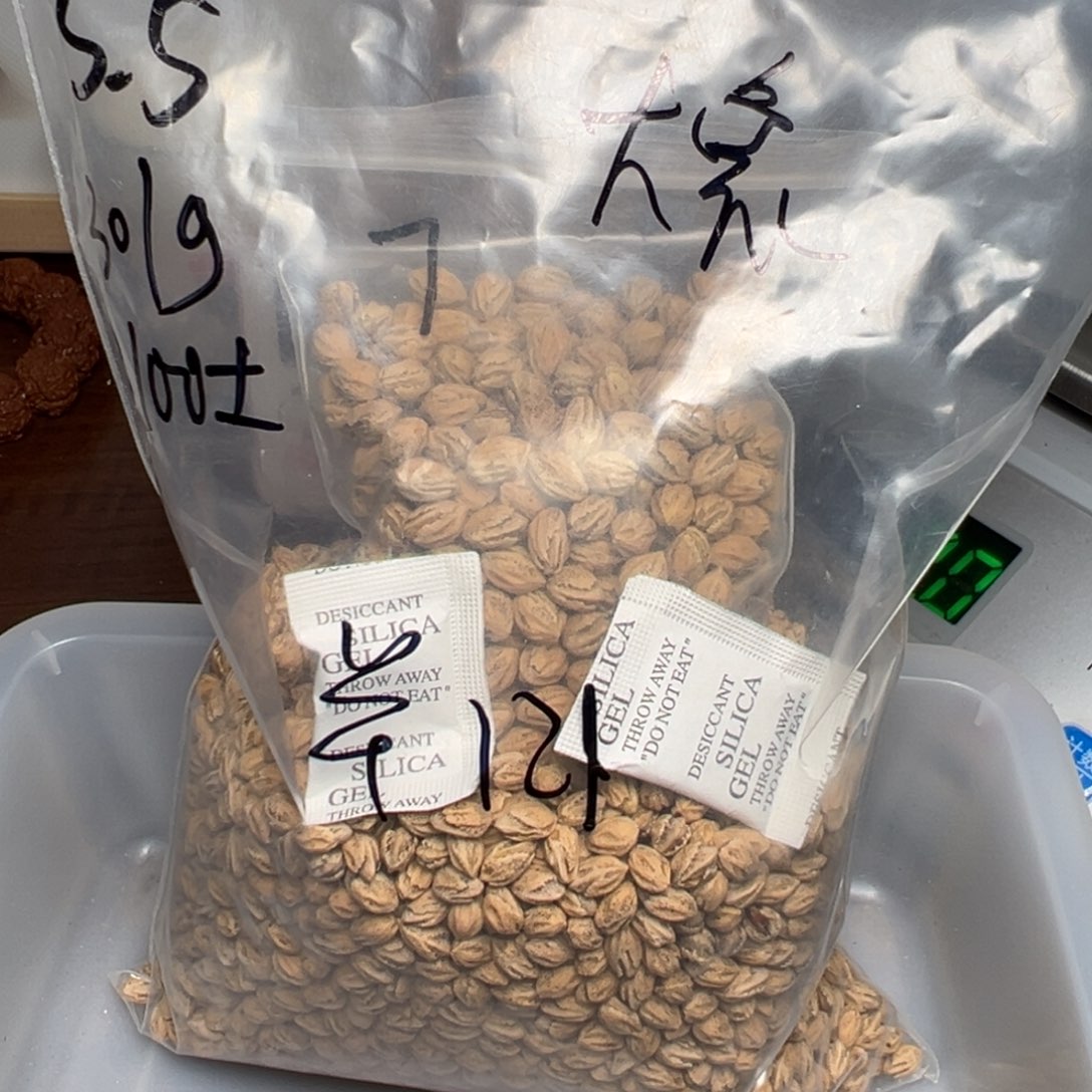 柏香籽/百香籽吊坠大***飞