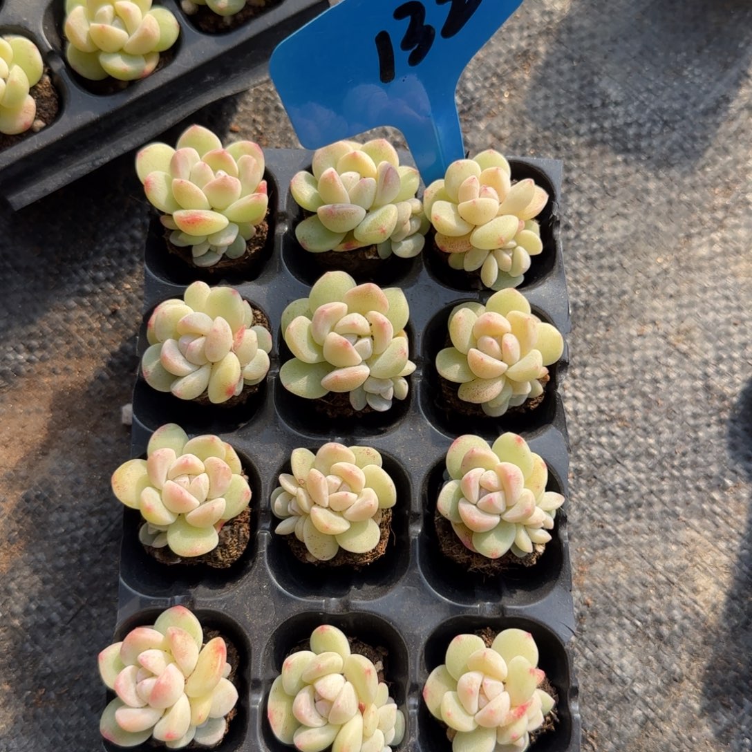 132冰玉潜力股哈哈哈哈