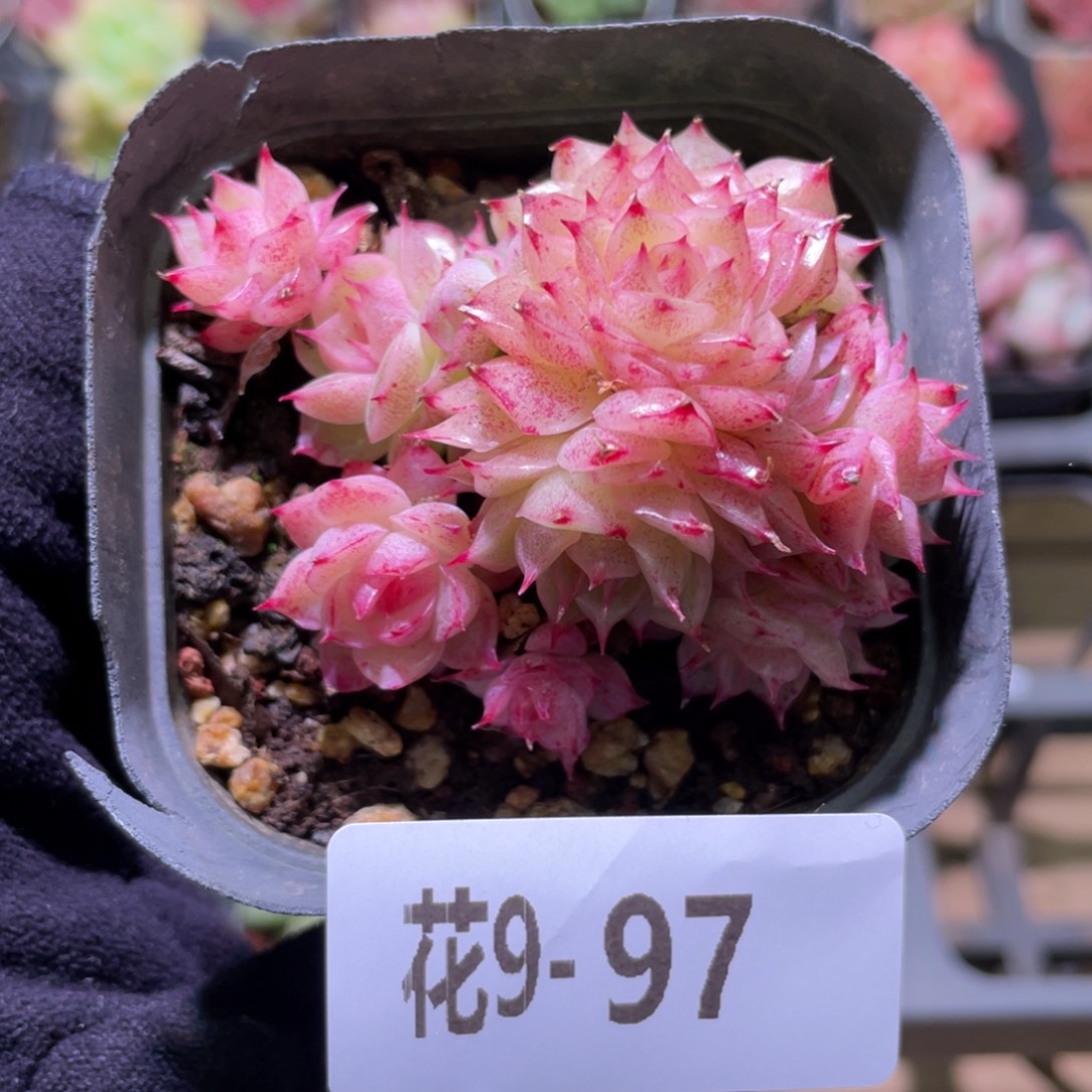 花利美9-97麦秆群