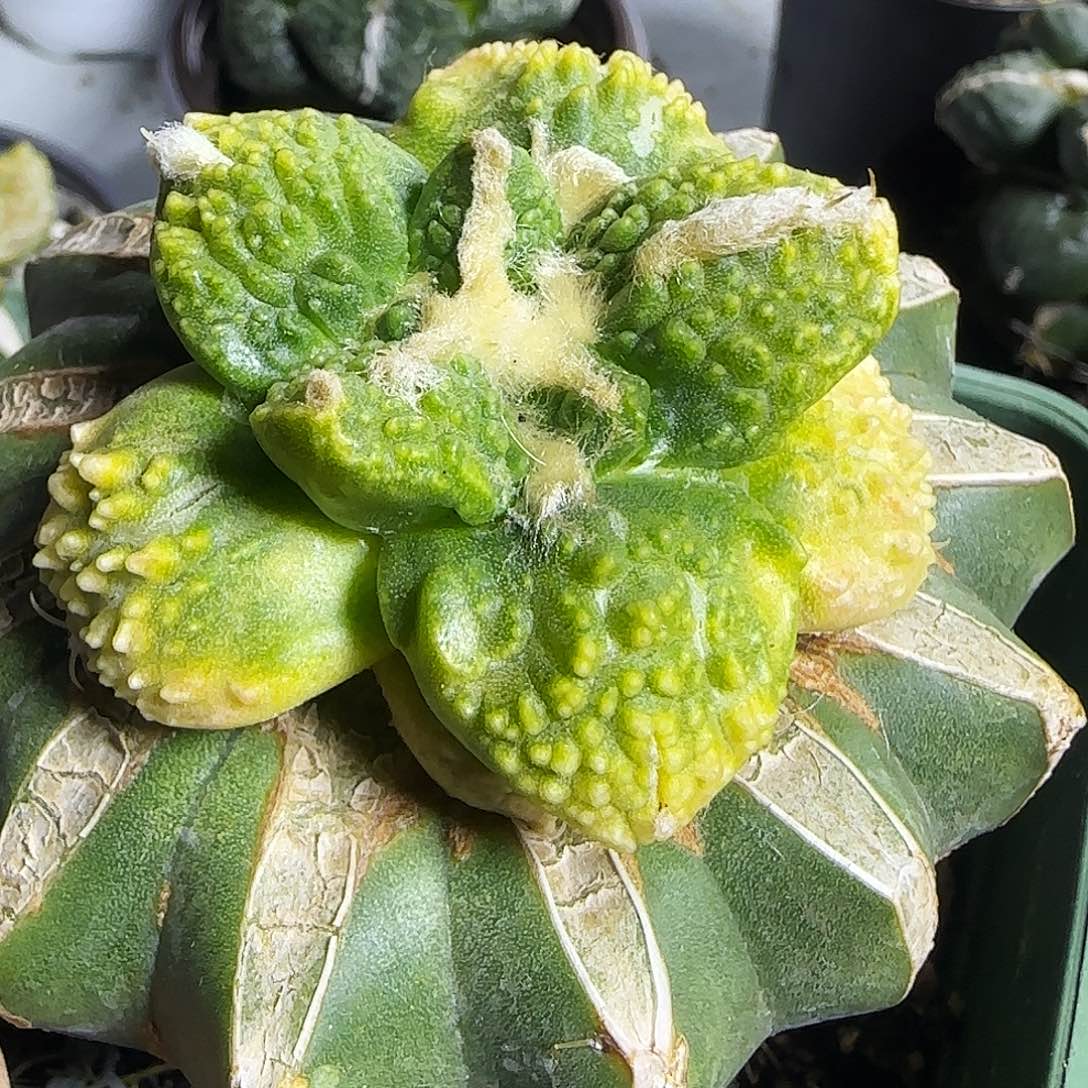 哥斯拉锦909仙人球开花