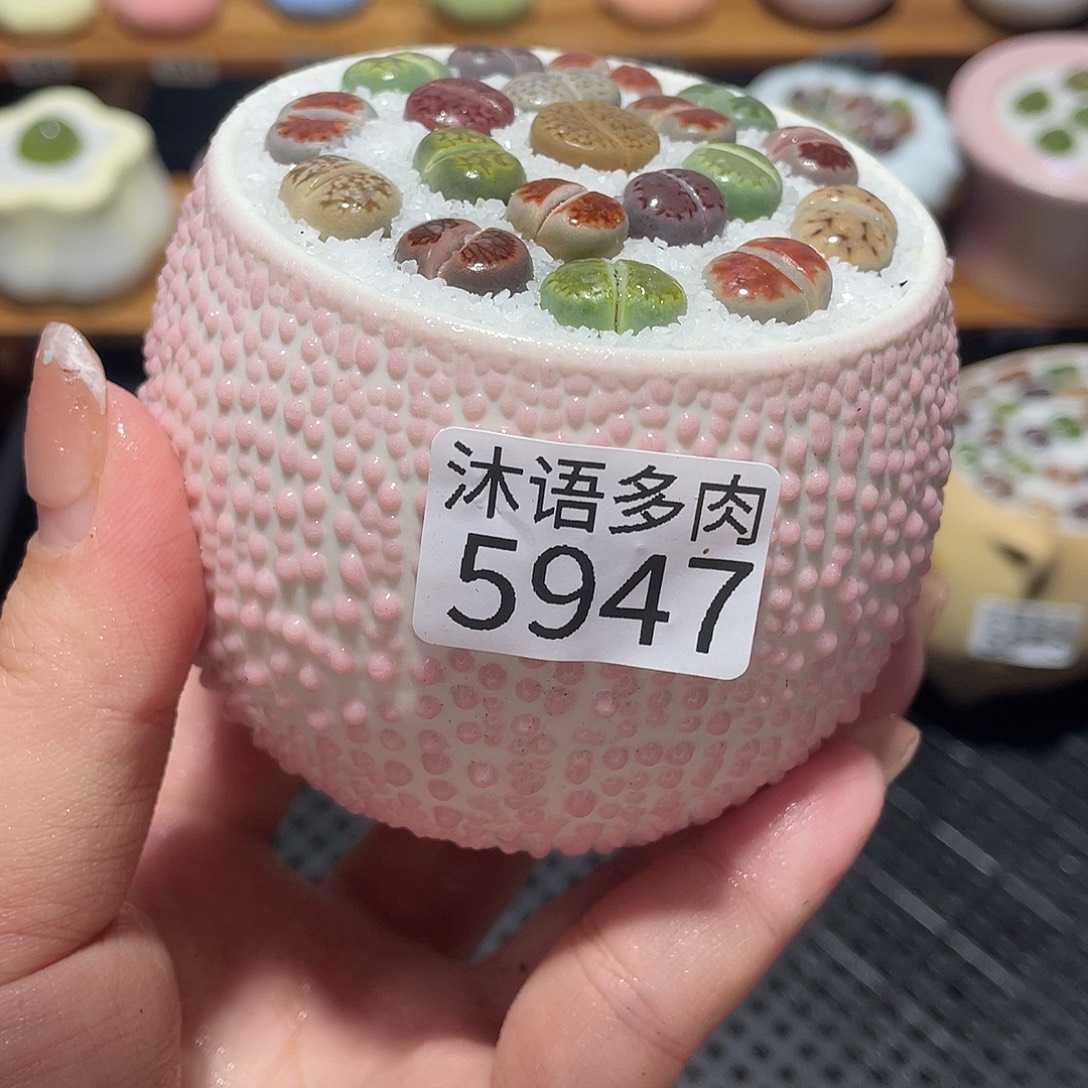 带盆土植物 一物一拍5947