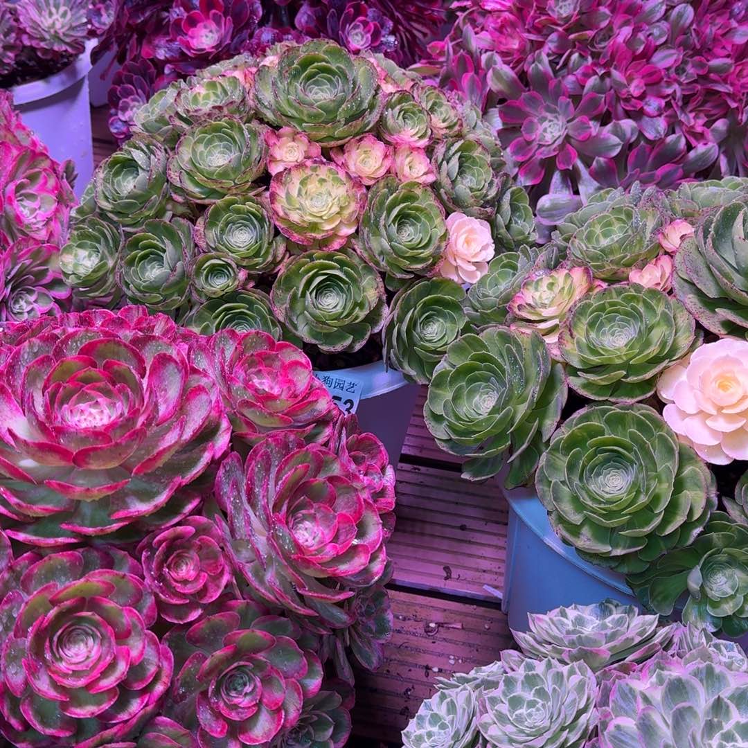 七***史多肉植物法师七杀8888