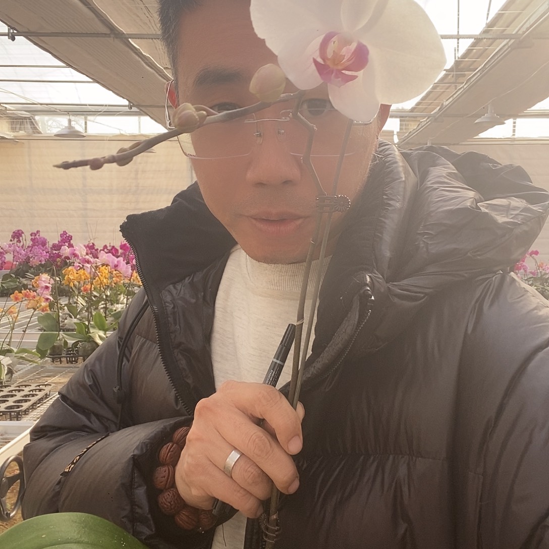 完全开放白花红心1颗