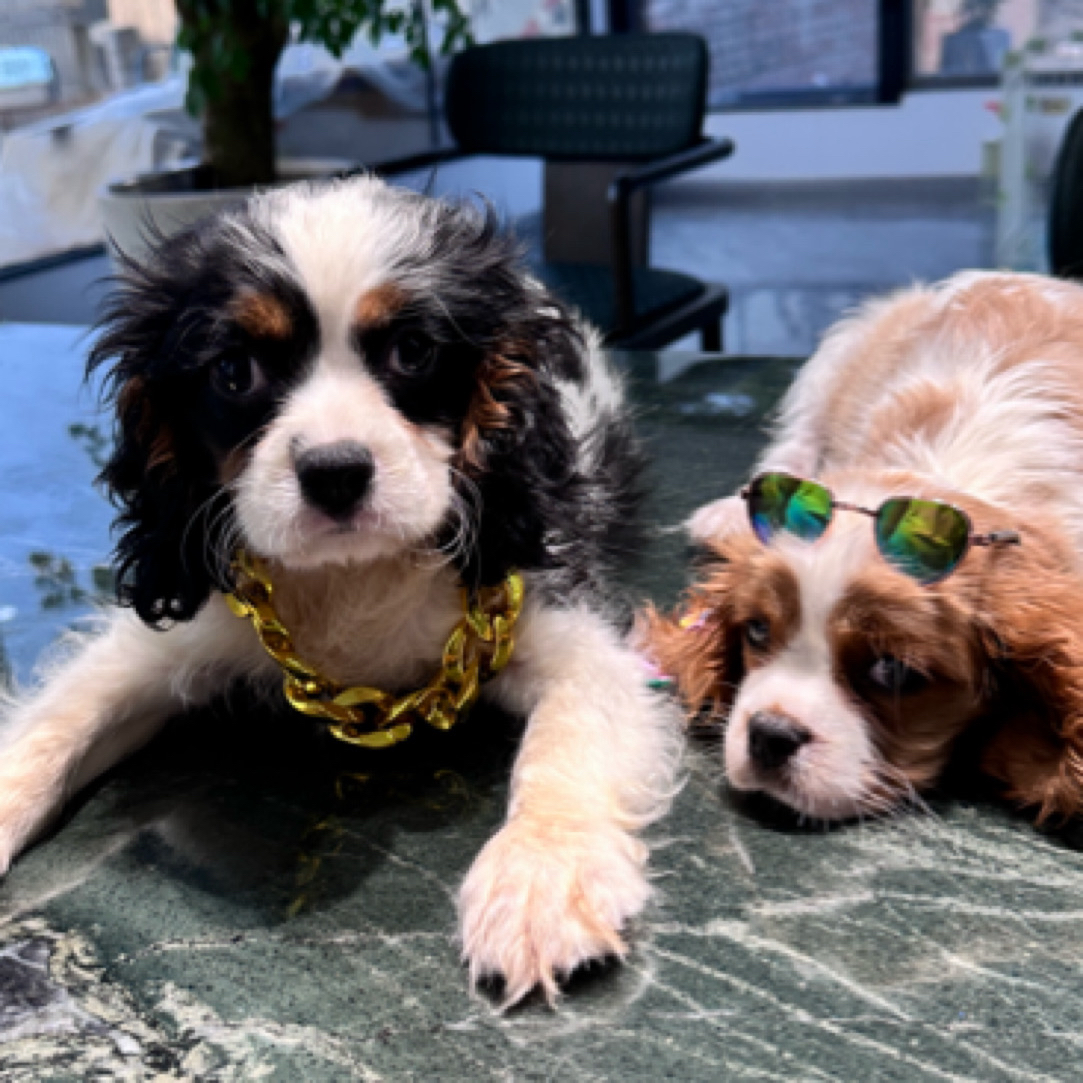 欧洲血统查理王世家