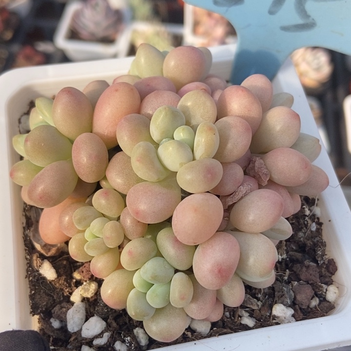 515洛可可鱼子酱多肉植物