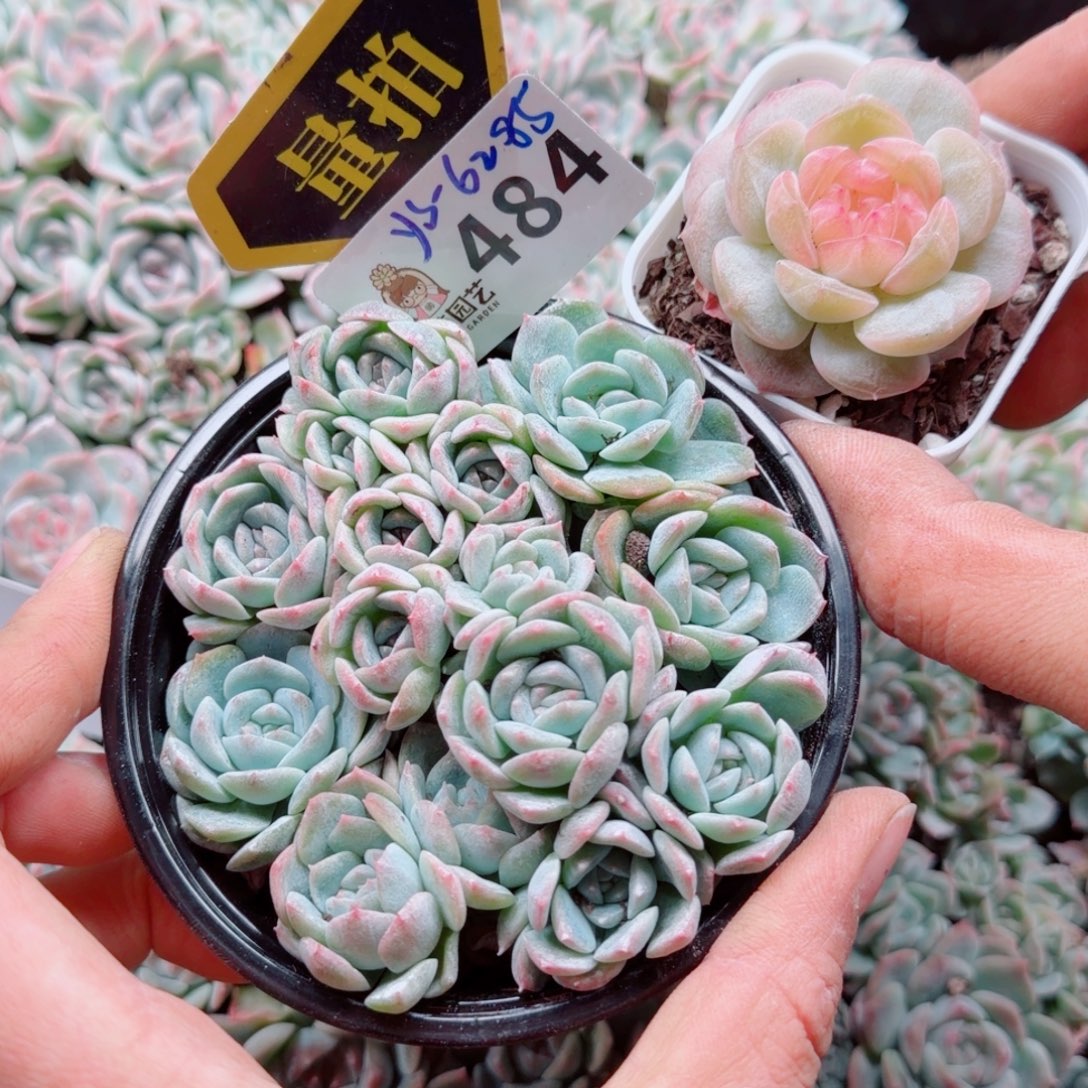 多肉植物多肉植物