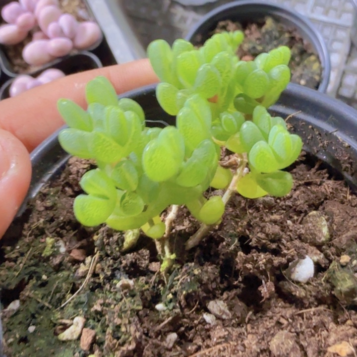 爱心枝干福利一颗