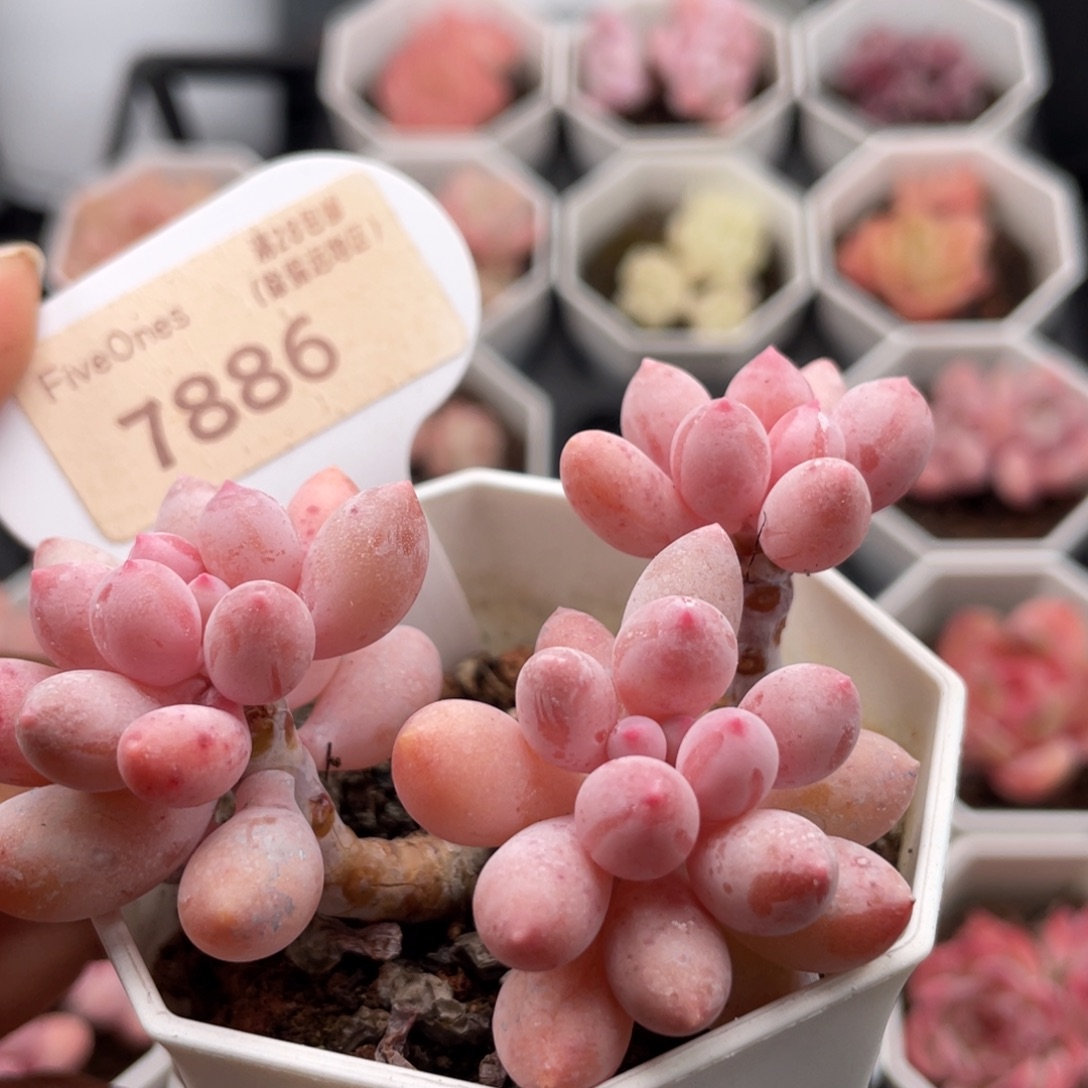 婴儿手指7886-6.5厘米