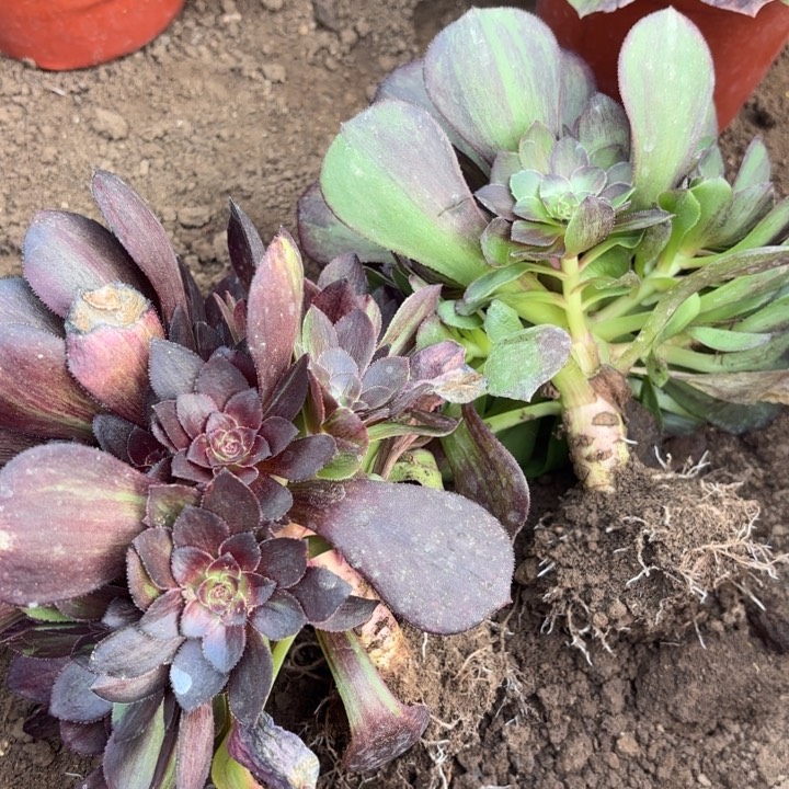 量拍两颗一组多肉根有瑕疵断枝不包