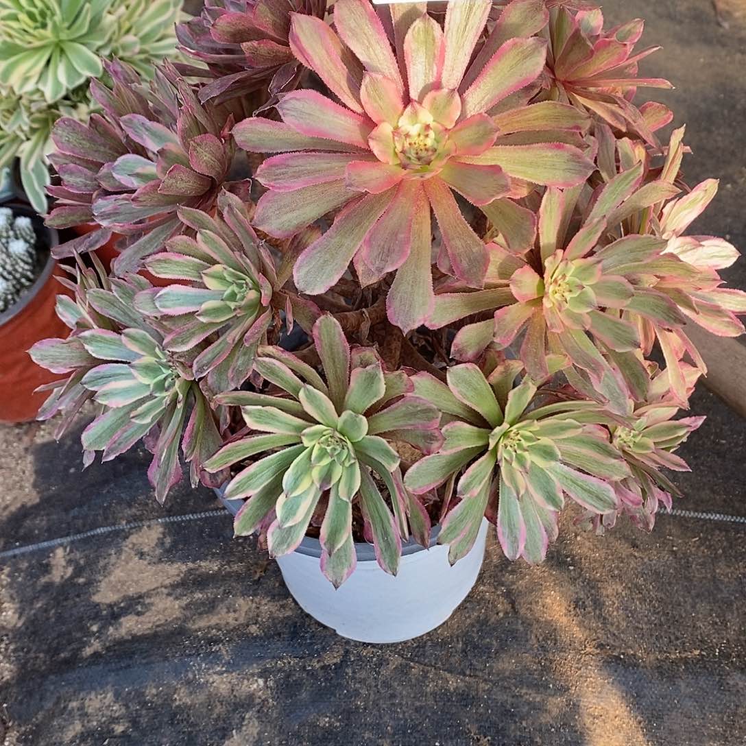 102粉黛多肉老桩法师锦