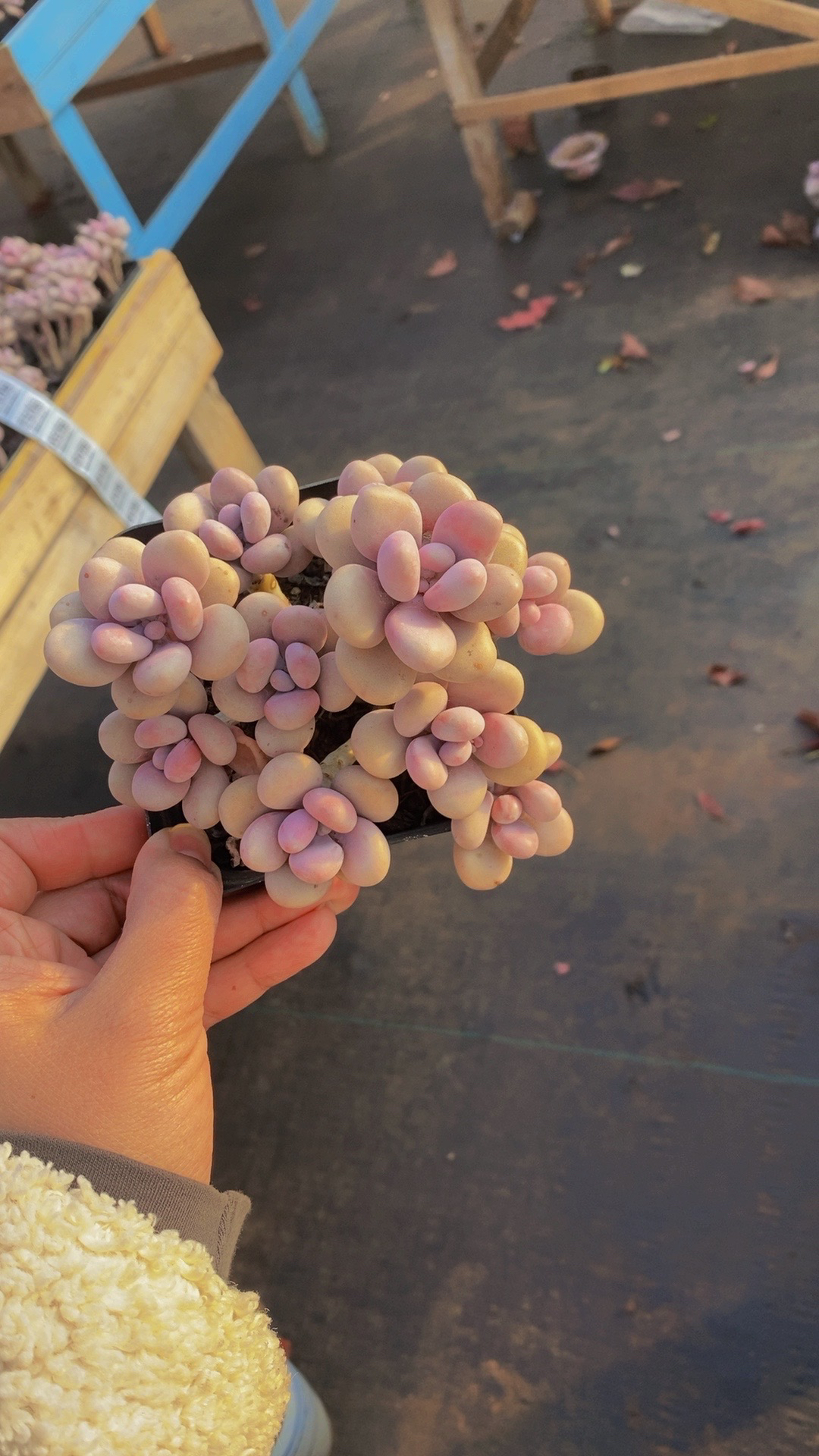 【一物一拍B链接】精品老桩桃蛋