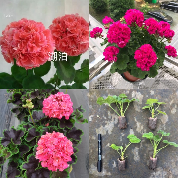 [C组套餐]湖泊+重彩诗人+鲑鱼之夜3颗天竺葵小苗包对版