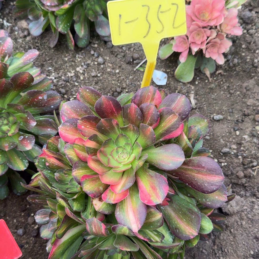 1-352+-+多头多肉植物