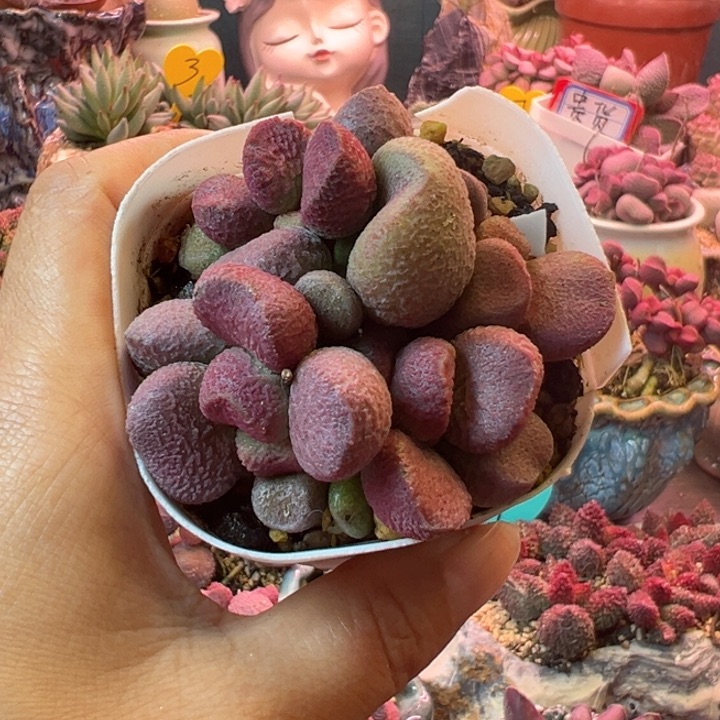 一**扣小贵货多肉植物一物一拍