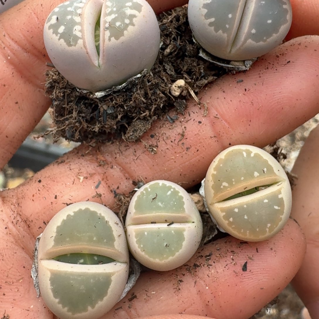 40五颗0000000000000