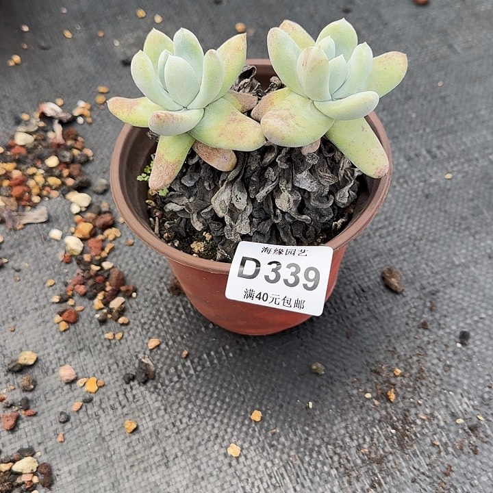 拇指仙女杯多肉植物