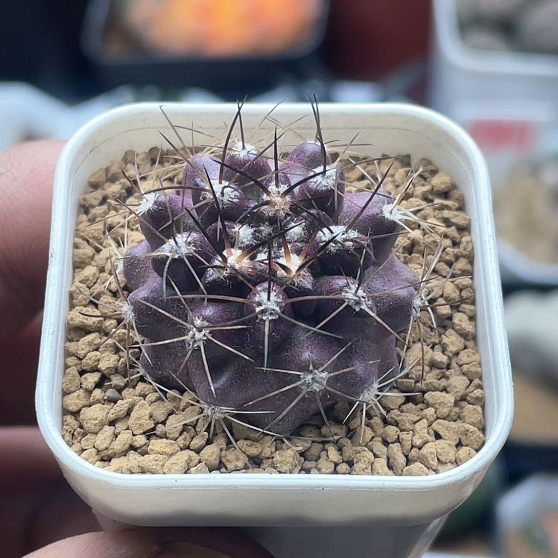 实生紫皮智利球仙人球