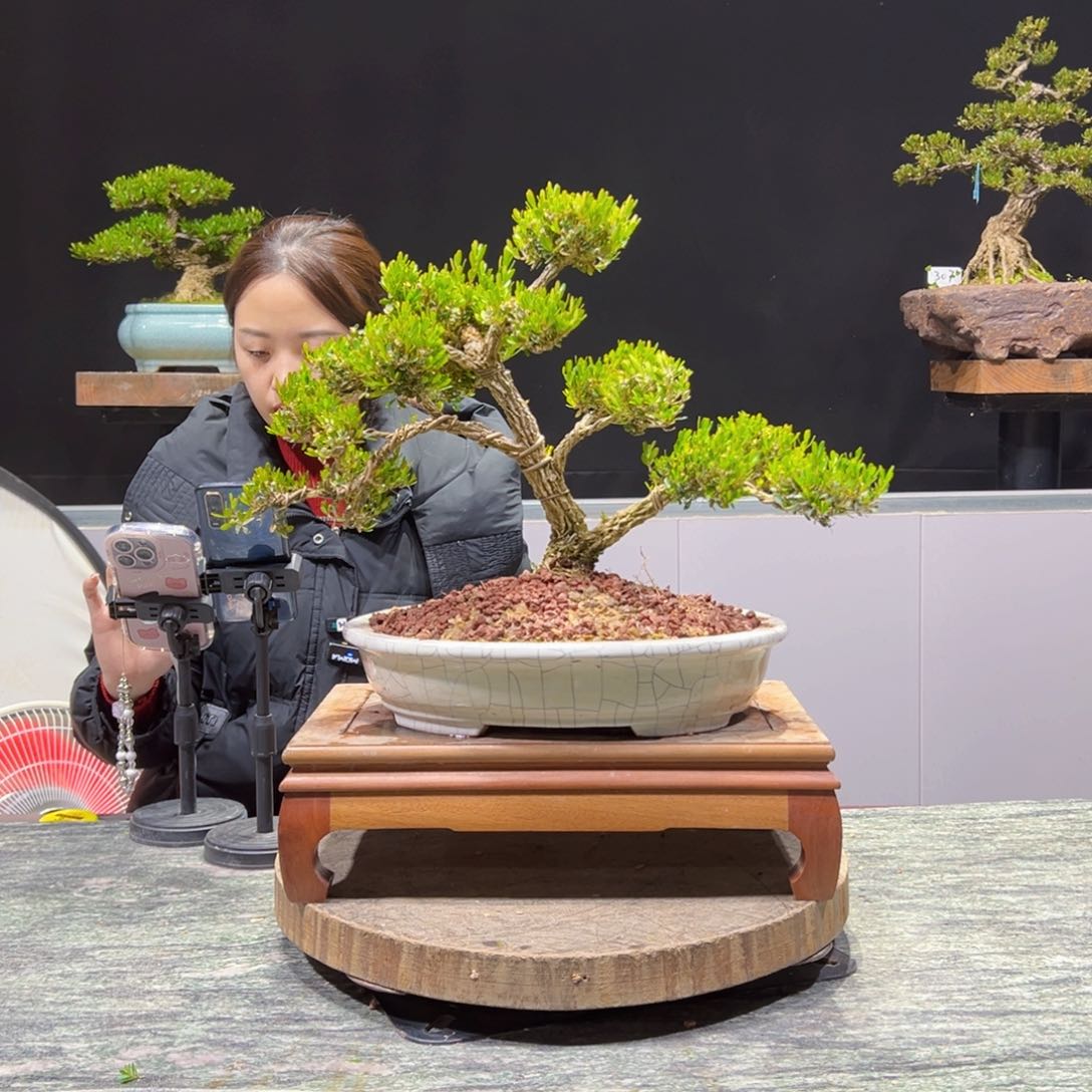 黄杨盆景老桩四季长青