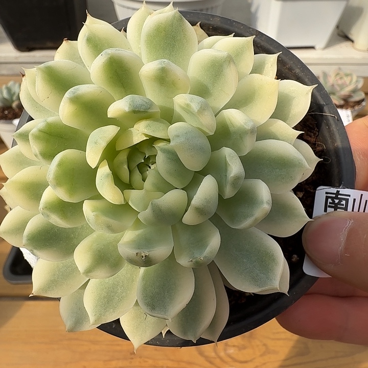 月莹锦1111124-141