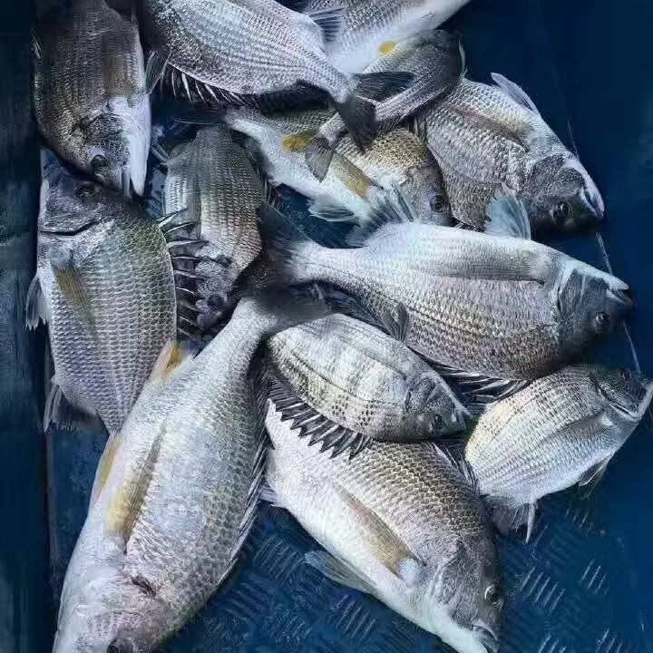 黑翅鱼 海鲜/海鱼以直播为准顺丰包鲜到家