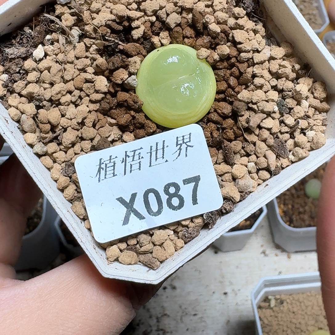 087盒多肉植物哇cvj