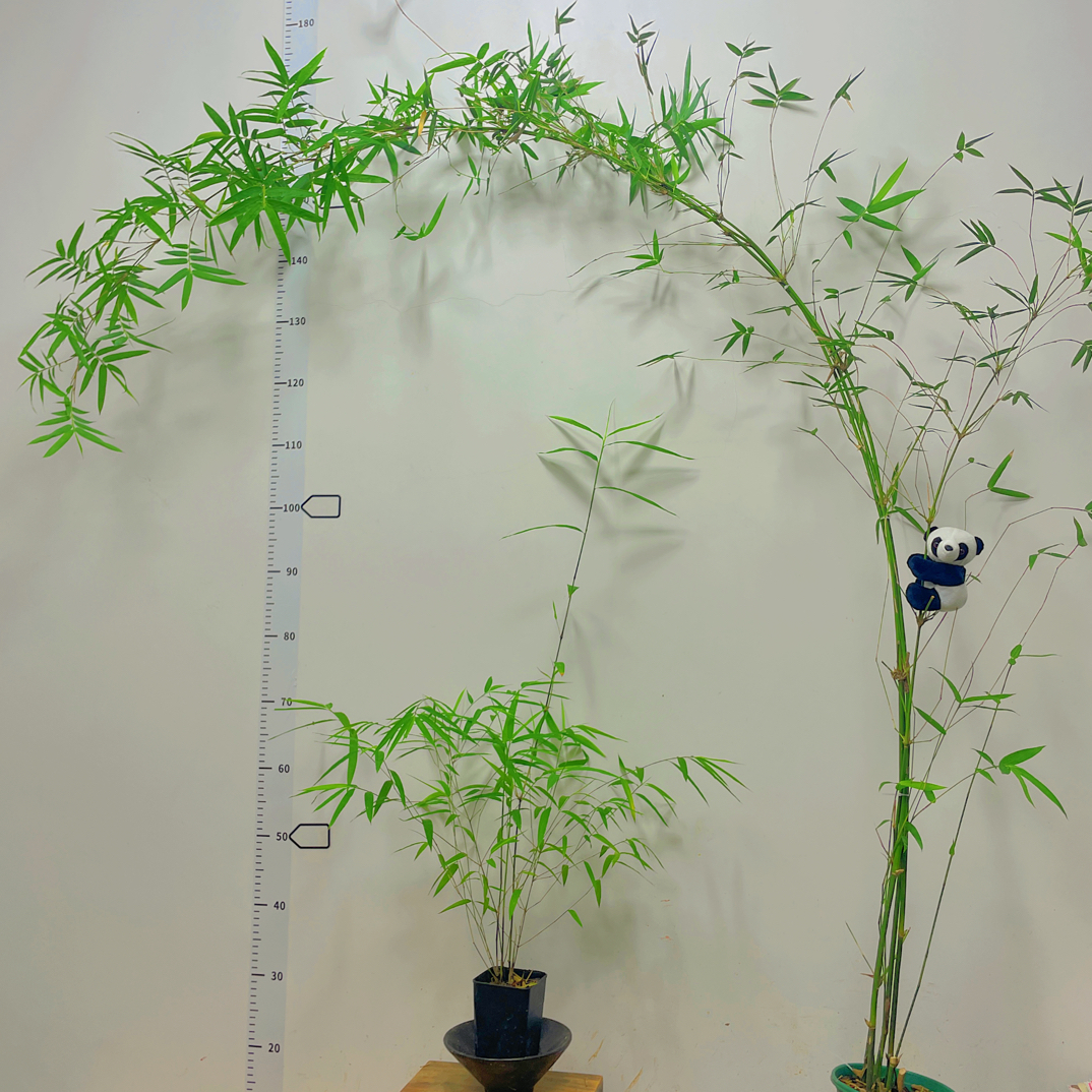 高飘意境款绿观音竹，室内观赏竹可水培可土培。高度二米