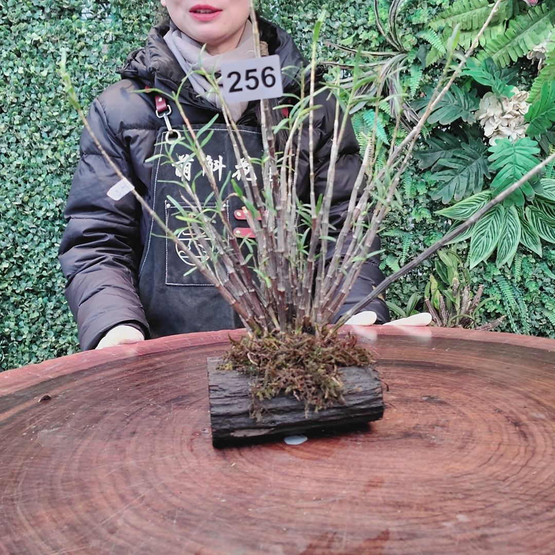 256姬竹叶花卉植物花卉