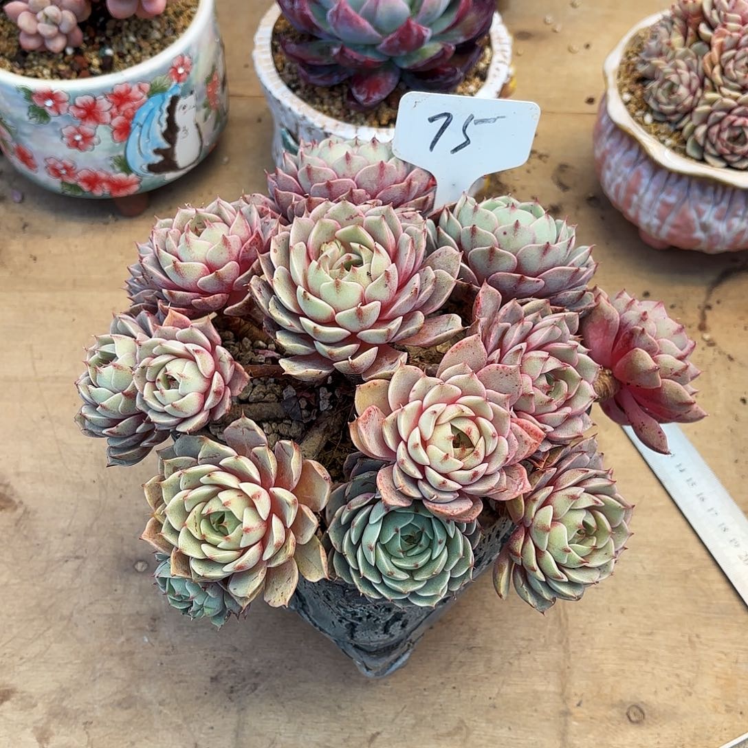 多肉植物，笨吧蒂斯75号