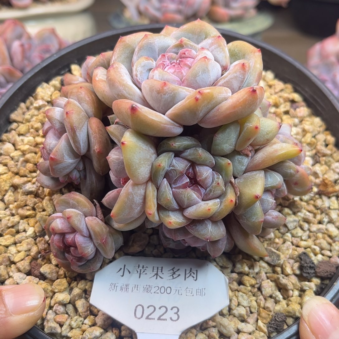 绿底紫心223/11cm多头