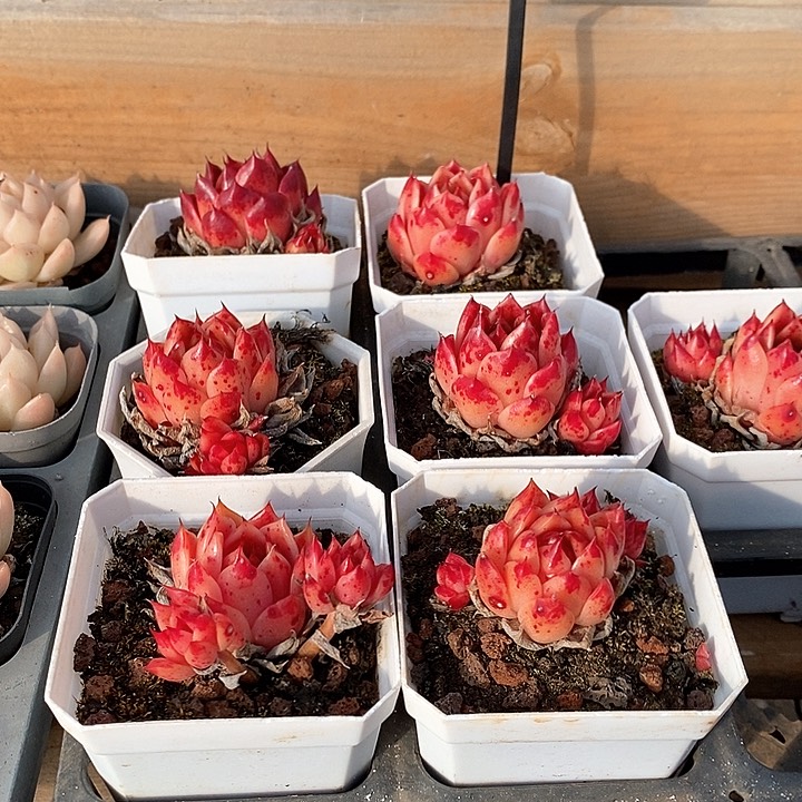 200原始伊丽莎白 混发 福利多多