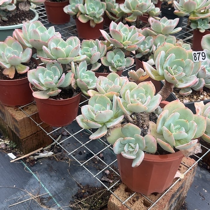 R****本879白凤脱土发货不退不换